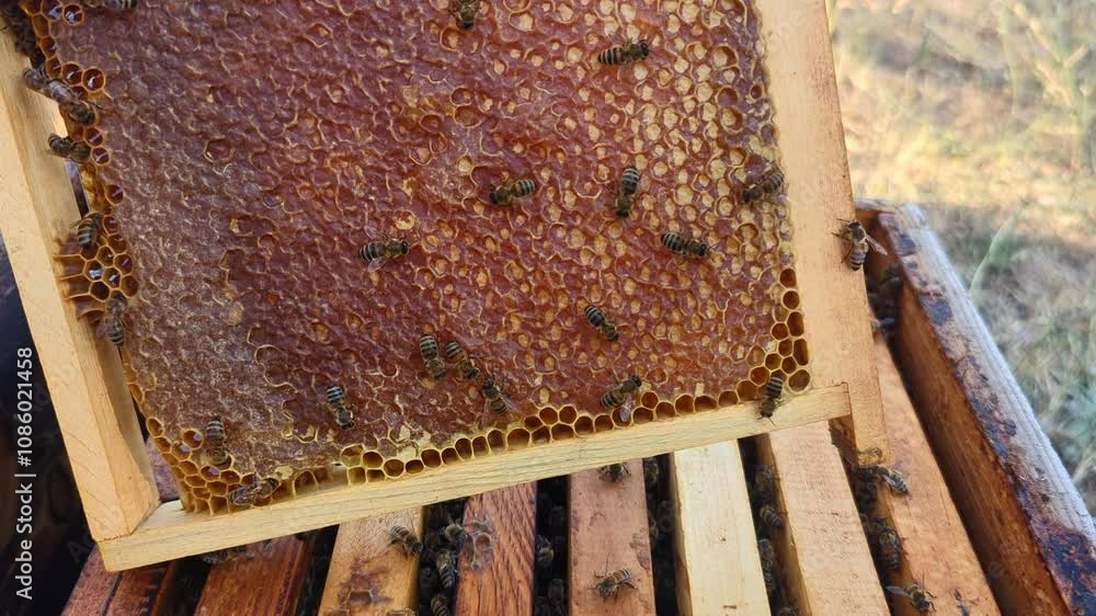 Wooden frames with honeycomb and honey in beehive cells, with bees actively moving over the combs. Beekeeping in natural conditions. Wooden frames with honeycomb and honey in beehive cells, with bees actively moving over the combs. Beekeeping in natural conditions.
