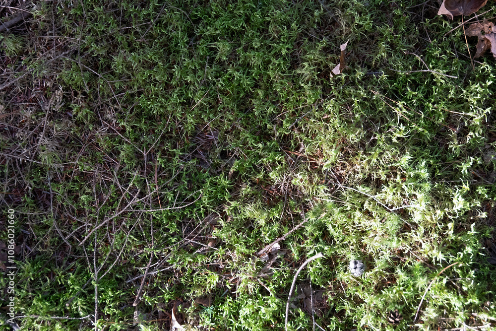 Moss texture Moss texture