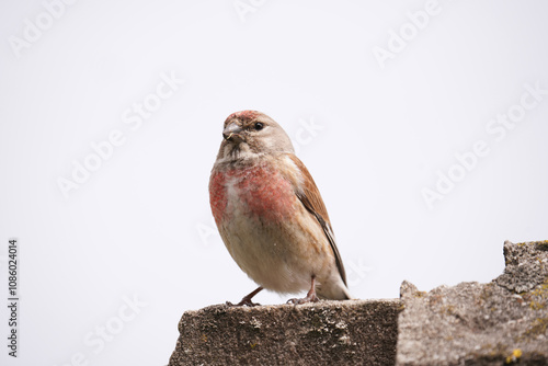 Common linnet (Linaria cannabina) on white. Small passerine bird, male in breeding plumage.