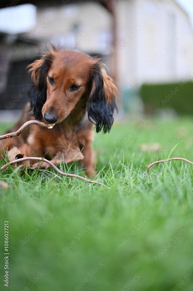 A close-up view of a young dachshund with a reddish-brown coat, The blurred background of greenery enhances the outdoor setting, making this image perfect for pet lovers, dog-related content, nature A close-up view of a young dachshund with a reddish-brown coat, The blurred background of greenery enhances the outdoor setting, making this image perfect for pet lovers, dog-related content, nature