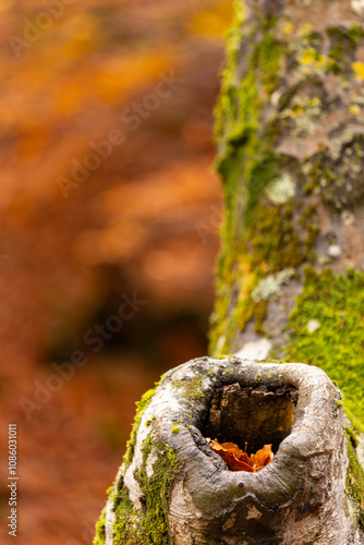 Beech forest in autumn with orange and yellow leaves