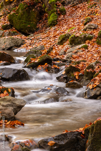 River running through beech trees in autumn with orange and yellow leaves