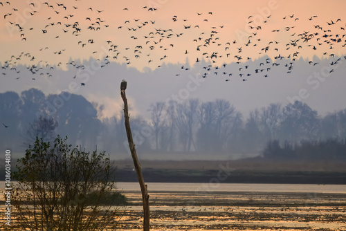 Bald Eagle at Sunrise
