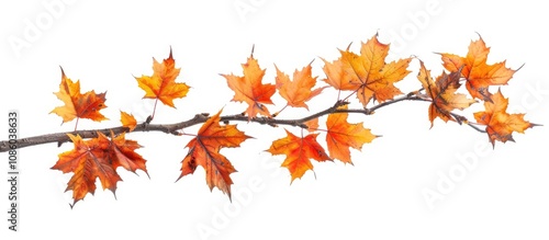 Autumn Maple Branch With Leaves Isolated On White Background