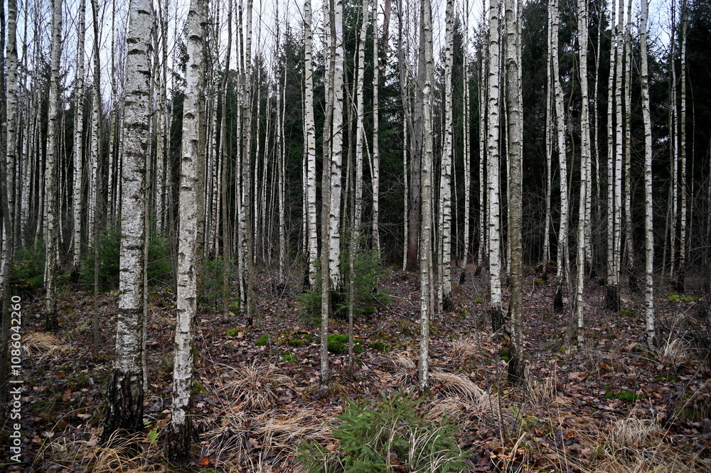 Fototapeta premium Birch trees in the forest in late autumn