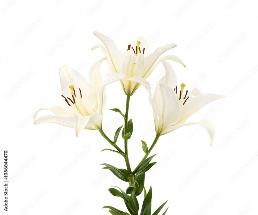 Fototapeta premium Bouquet of white lilies.