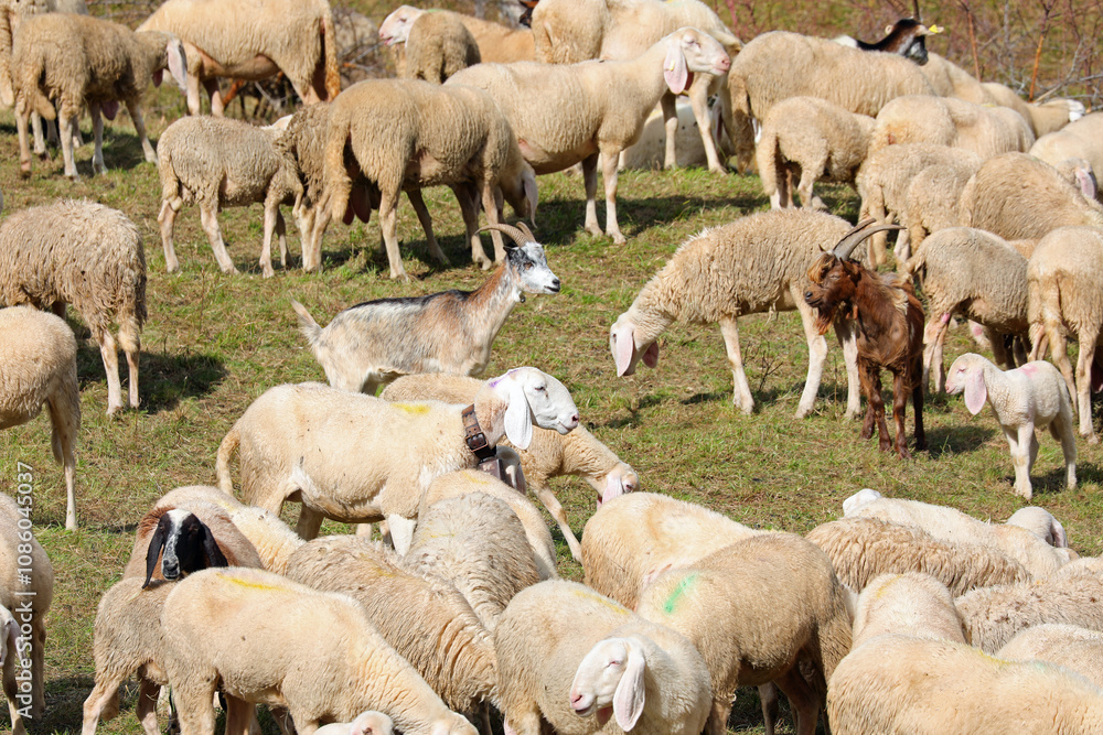 flock of white sheep grazing in a field on a dairy farm flock of white sheep grazing in a field on a dairy farm