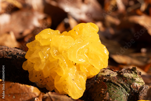 yellow brain fungus at the veluwe photo