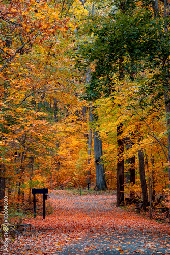 Maybury state park with colorful Maple trees in Novi, Michigan during autumn time. photo