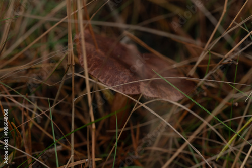 Close-up of a brown Tricholoma fulvum energing from the ground photo