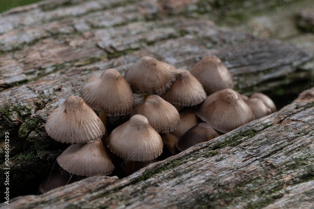 close-up of a group of clusterd bonnet funges on trunk close-up of a group of clusterd bonnet funges on trunk