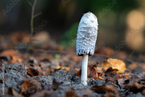 close-up of a solitaire shaggy ink cap fungus between leaves photo