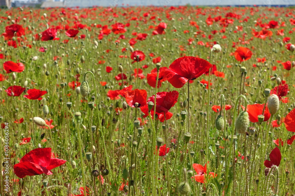 Obraz premium Klatschmohnfeld