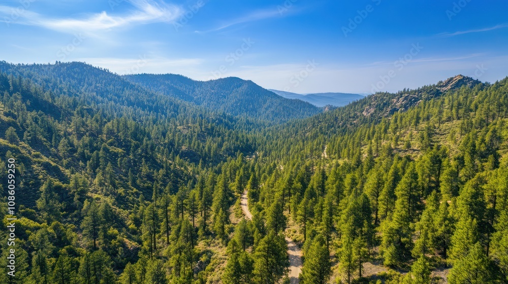 Fototapeta premium Aerial mountain woods road for tourists among peaceful hills forest growing. Rocky travel path drone view charming sequoia trees beautiful national park scene. Hilly spruces background concept