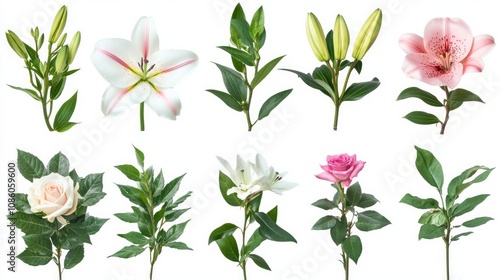 Wallpaper Mural Floral bouquet set with lilies and roses featuring green leaves and isolated on white includes creative spring flower compositions with clipping paths Torontodigital.ca