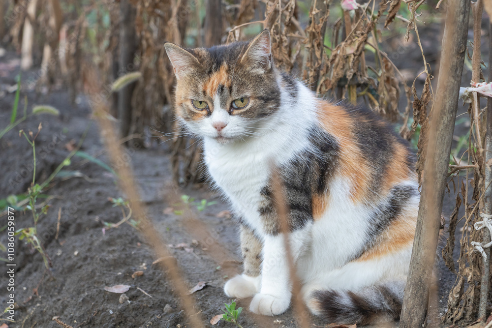 A calico cat, white with orange and black patches on its face, sits in the garden of an abandoned farm surrounded by dry vines A calico cat, white with orange and black patches on its face, sits in the garden of an abandoned farm surrounded by dry vines