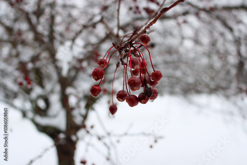 Red Berries