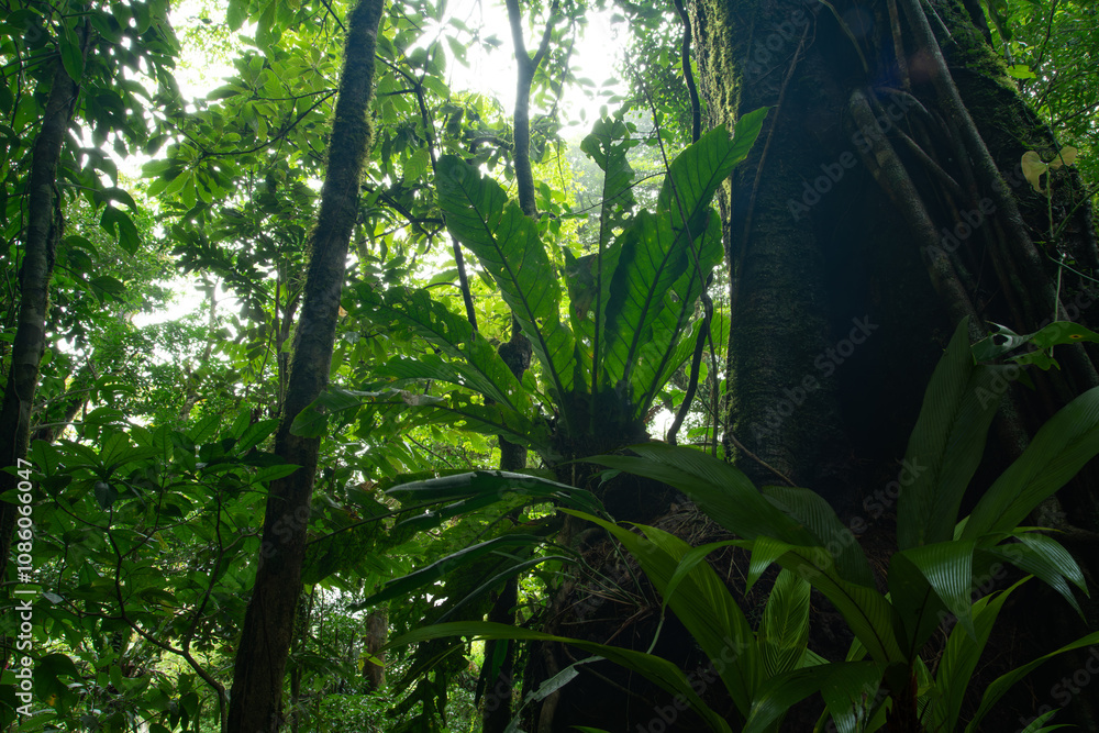 Fototapeta premium Costa Rica rain forest
