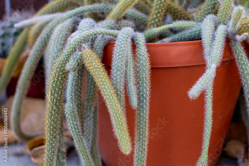 Close-up of a cactus in an orange pot, with long green spines and white moss hanging from them photo