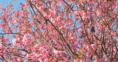 Spring pink sakura bloom branches, wide shot. Cherry Blossoming Cherry Tree In Full Bloom photo