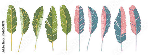 Decorative banana leaves set. Symbols of connection to nature, fertility. Vector hand drawn different colors collection illustration isolated on white background
