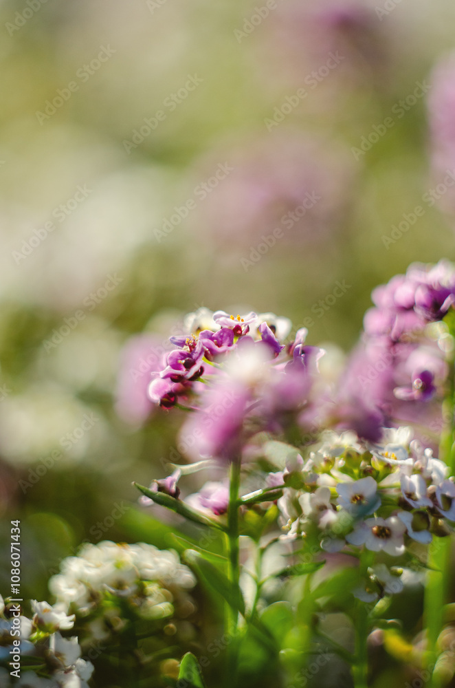 Small decorative purple flowers in a soft vase Small decorative purple flowers in a soft vase