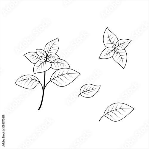 Contour drawings of basil leaves and sprigs on white background. Black and white vector illustration, elements for design, sketch natural ornament.