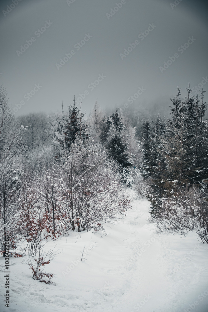 Winter in the mountains Winter in the mountains