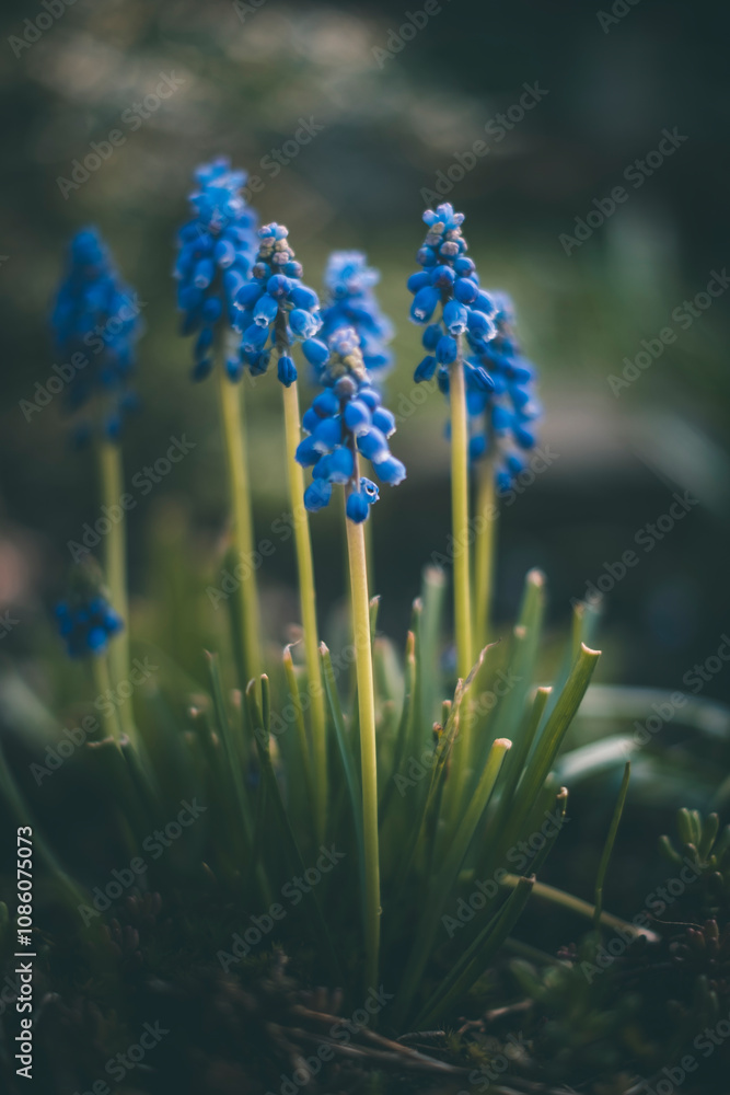 Flowers Flowers
