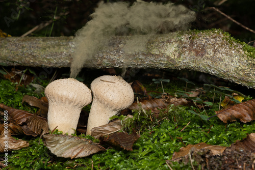 Stäubling im Wald mit Sporen
 photo