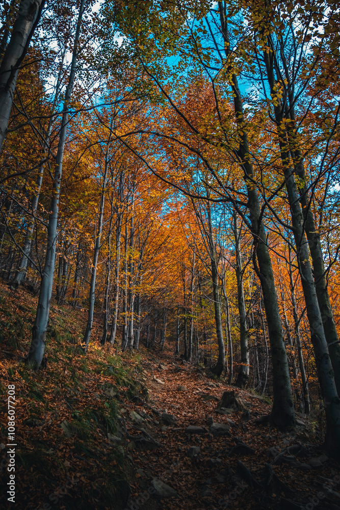 Fototapeta premium Autumn in the mountains