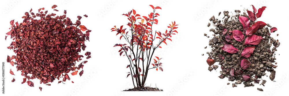 Naklejka premium Dry ground sumac isolated on transparent background, set of