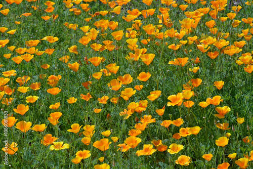 wiesenblumen photo