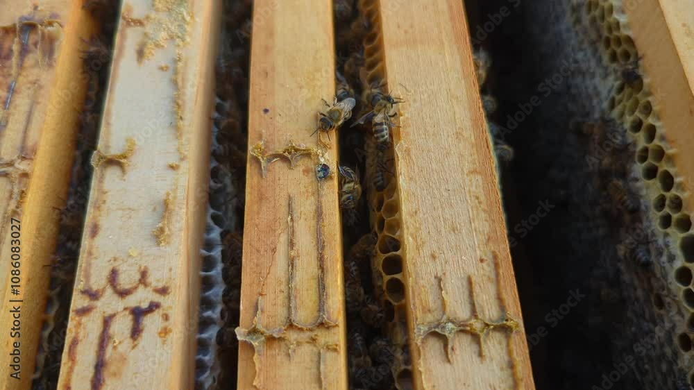 Wooden frames with honeycomb and honey in beehive cells, with bees actively moving over the combs. Beekeeping in natural conditions. Wooden frames with honeycomb and honey in beehive cells, with bees actively moving over the combs. Beekeeping in natural conditions.