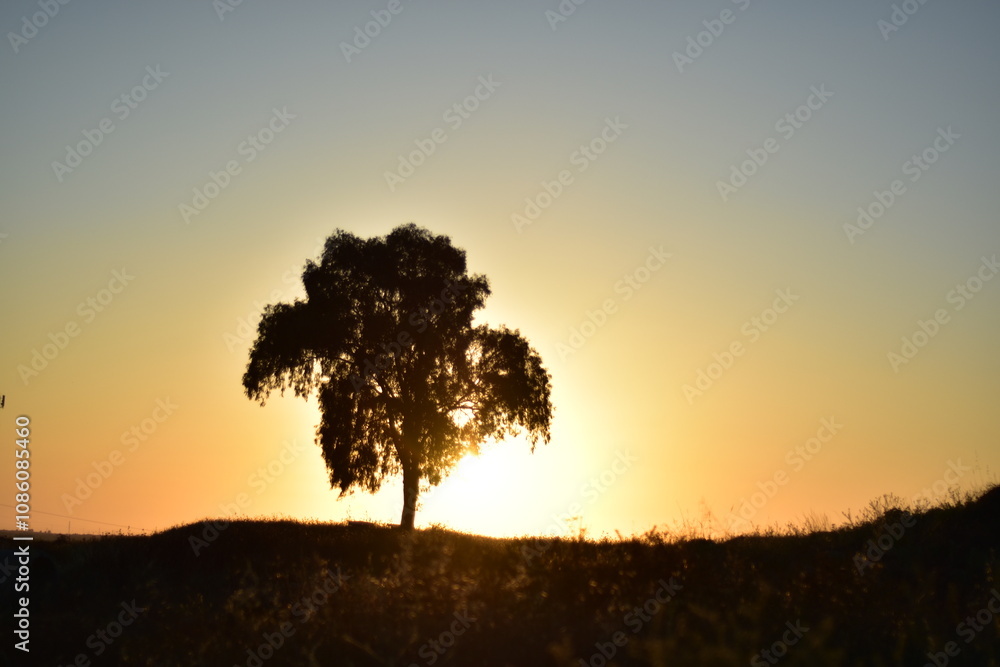 silhouette of a tree at sunset silhouette of a tree at sunset