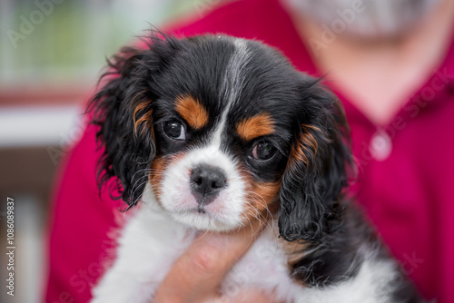 Cuadro en lienzo Tricolour cavalier king charles spaniel puppy. Portrait of puppy.