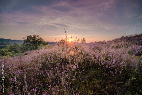 Blooming Heather fields during Sunrise at the Veluwe in the Netherlands, purple hills of the Posbank, National park Veluwezoom photo