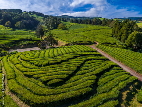 Aerial drone view of tea plantation located in Sao Miguel, Azores, Portugal on the Atlantic ocean shore. Cha Gorreana tea plantation 