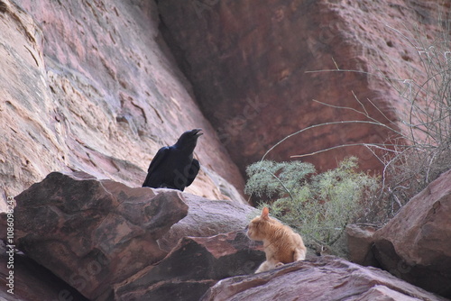 Raven on the rock