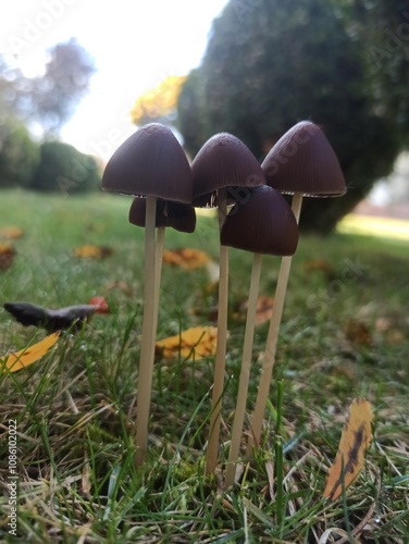 mushrooms in the grass