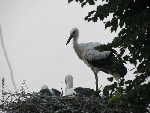 great white heron