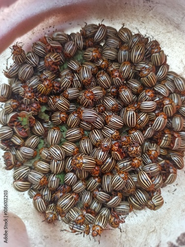 beetles