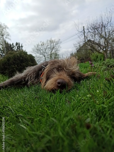on the grass