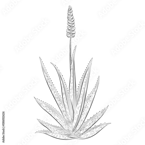 Hand-drawn aloe vera plant outline vector illustration, botanical sketch on white background