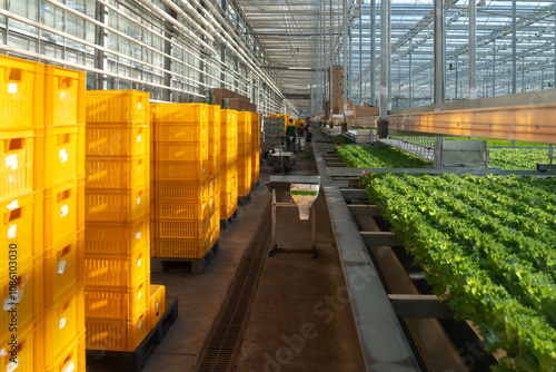 Workers gathering salad lettuce in industrial greenhouse with crates and trays for hothouse cultivation. Industrial food production, agro business, preparing grown vegetable for wholesale distribution photo