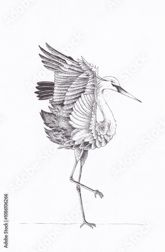 Pen and ink drawing of a crane bird