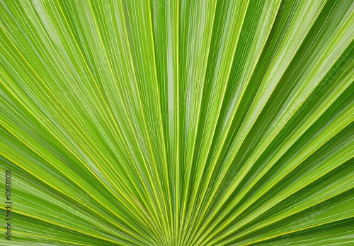 An image of a palm leaf in a tropical forest plant with a green nature background on a soft focus.