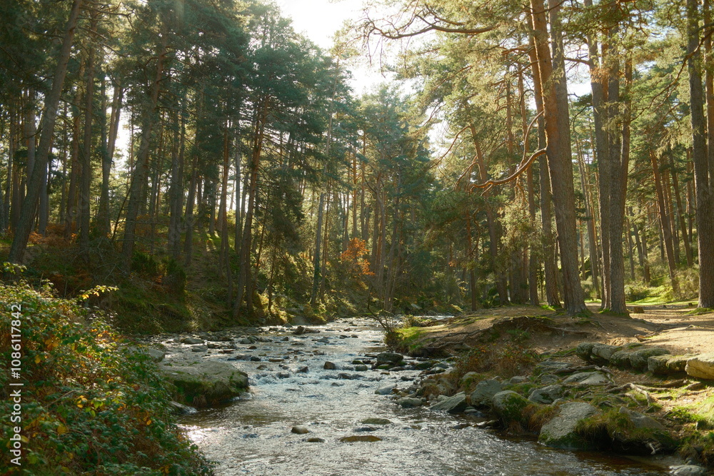 Obraz premium Bosque con un río en otoño. España. Madrid. 