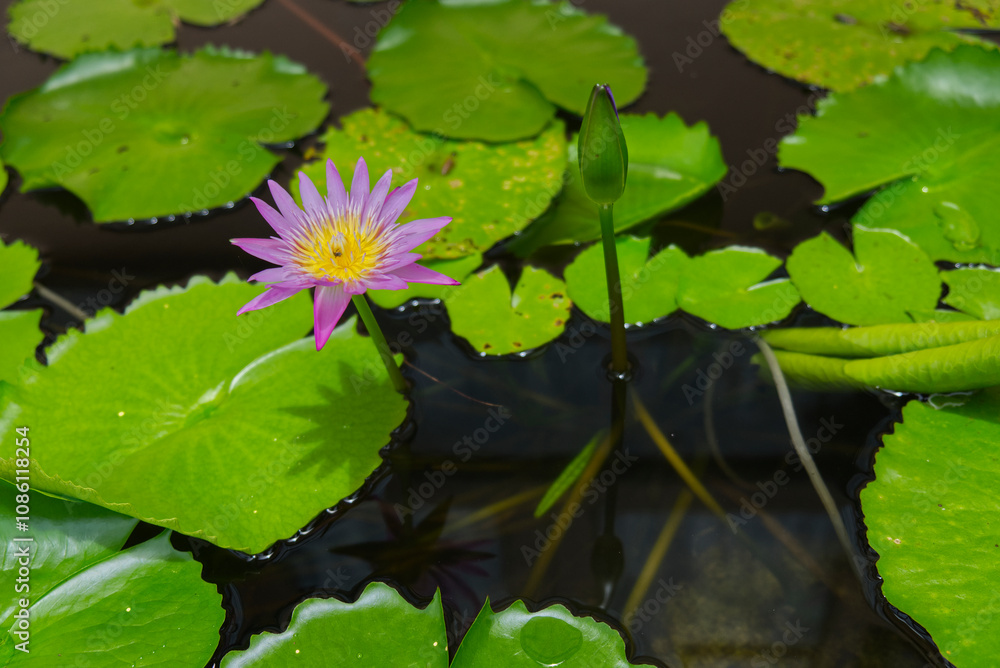 Beautiful pink lotus is blooming in pond. Beautiful pink lotus is blooming in pond.