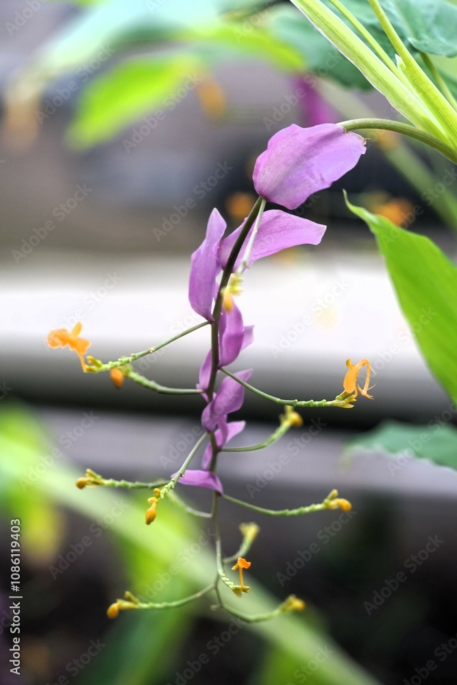 seltene Blume, gelb und lila